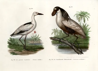 Pluvier crabier, 1864